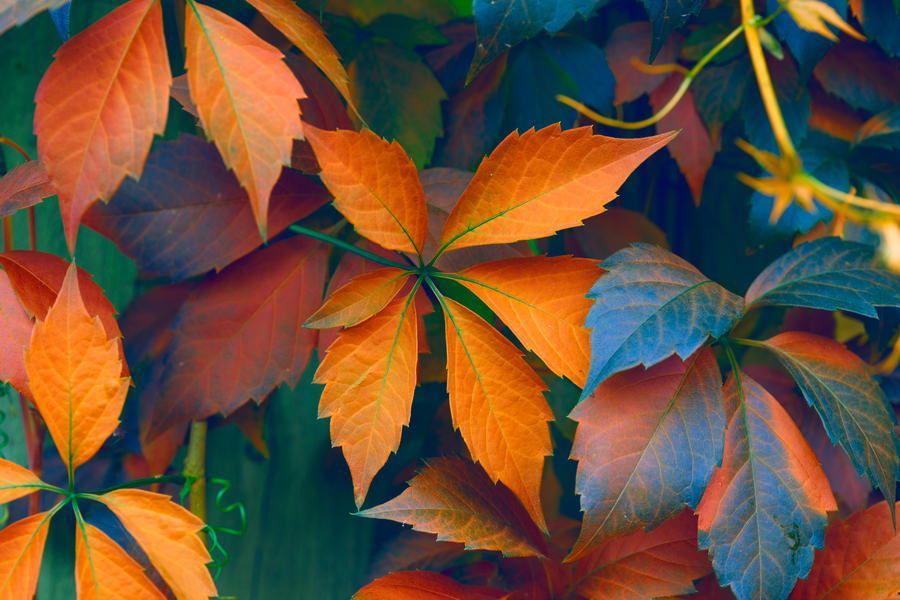 Embrace Fall